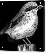 Loggerhead Shrike Acrylic Print