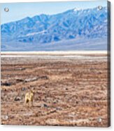 Lone Coyote Acrylic Print