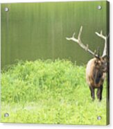Lone Elk Acrylic Print