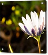 Lone Flower Acrylic Print