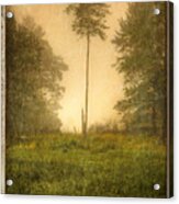 Lone Fog Tree In The Meadow Acrylic Print