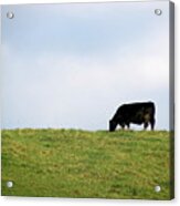 Lone Grazer Acrylic Print