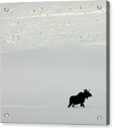 Lone Moose Acrylic Print