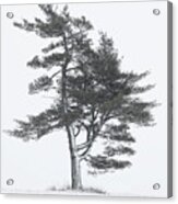 Lone Pine In Winter Storm Acrylic Print