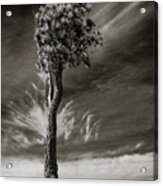 Lone Tree Acrylic Print