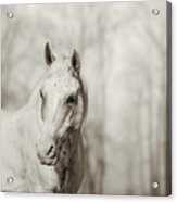 Lone White Wild Horse Acrylic Print