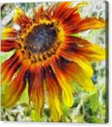 Lonely Sunflower Acrylic Print