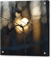 Lonely Tree Branch With Bokeh Love -georgia Acrylic Print