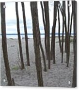 Lonely Trees By The Sea Acrylic Print