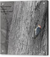 Lonely Woodpecker Acrylic Print