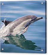 Long Beaked Common Dolphin Acrylic Print