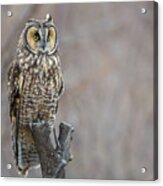 Long Eared Owl Acrylic Print