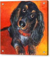 Long Haired Dachshund Dog Puppy Portrait Painting Acrylic Print