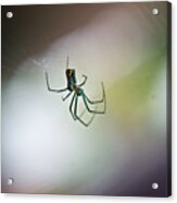 Long Legged Green Spider 2 Acrylic Print