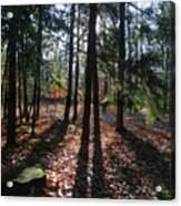 Long Shadows In The Woods Acrylic Print