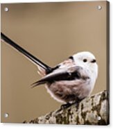 Long-tailed Tit Wag The Tail Acrylic Print