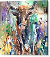 Longhorn Steer Acrylic Print