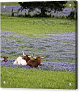 Longhorns Series No. 3 Acrylic Print