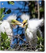 Look - I Have Wings Acrylic Print