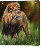 Look Of The Lion Acrylic Print