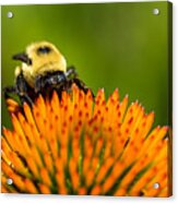 Looking For Nectar Acrylic Print