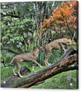 Looking Together Acrylic Print