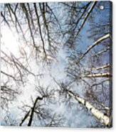 Looking Up On Tall Birch Trees Acrylic Print