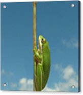 Looking Up Acrylic Print