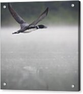 Loon 2 Acrylic Print