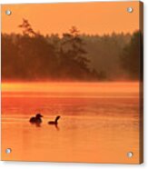 Loon And Chick At Sunrise Acrylic Print