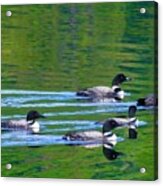 Loons In Green Lake Acrylic Print