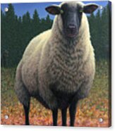 Lost Sheep Acrylic Print