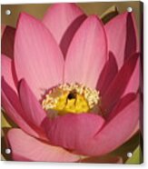 Lotus And Bee Acrylic Print