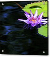 Lotus And Dark Water Refection Acrylic Print