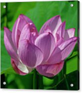 Lotus Beauty--buxom Beauty I Dl0089 Acrylic Print