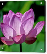 Lotus Beauty--buxom Beauty Ii Dl0090 Acrylic Print