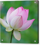 Lotus Bloom Acrylic Print