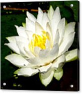 Lotus Blossom Acrylic Print