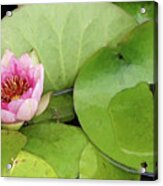 Lotus Blossom Acrylic Print