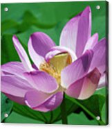 Lotus--center Of Being--protective Covering Ii Dl0088 Acrylic Print