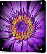 Lotus Flower Blossom Acrylic Print