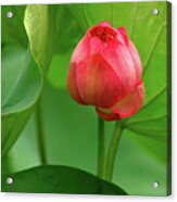 Lotus Flower 2 Acrylic Print