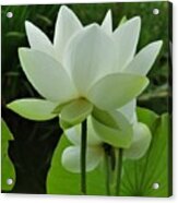 Lotus Iii Acrylic Print