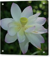 Lotus In The Shade Iv Dl0100 Acrylic Print