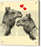 Love Camels Acrylic Print