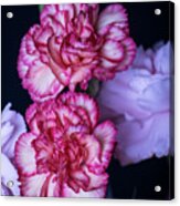 Lovely Carnation Flowers Acrylic Print