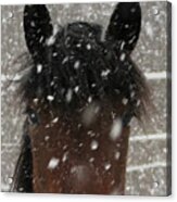 Lovely Flakes On Lucy Acrylic Print