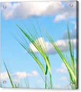Lovely Image Of Young Barley Against An Idyllic Blue Sky Acrylic Print