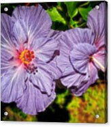 Lovely Lavender Hibiscus Acrylic Print