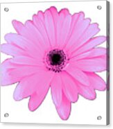 Lovely Pink Daisy Flower Gift By Delynn Addams Acrylic Print